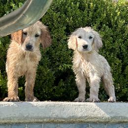 Golden Retriever Puppies from Graceful Goldens