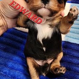 AKC EDWARD - Black and tan male Cavalier King Charles Spaniel puppy in Joplin, Missouri, Missouri from HOL-A-DA CAVALIERS