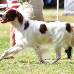Irish Red and White Setters from Waidman IRWS