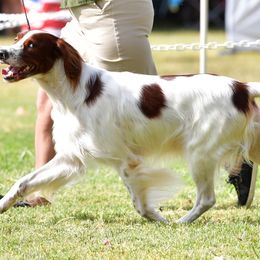 Irish Red and White Setters from Waidman IRWS