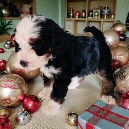 Prancer - Tri-color female Bernedoodle puppy in Saint Francis, Kansas from Land of Oz Doodles