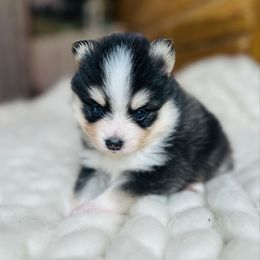 Boy 2 - Black and white male Pomsky puppy in Greencastle, Indiana from JDpomskies