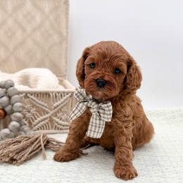 Waffles - Red male Cavapoo puppy in Melissa, Texas from Southern Love Cavapoos & Maltipoos