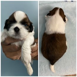 Shih Tzu Puppies from Shihtzu Lovins