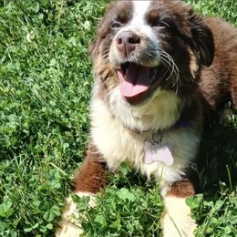 Miniature American Shepherds and Miniature Australian Shepherds from American Spirit MAS