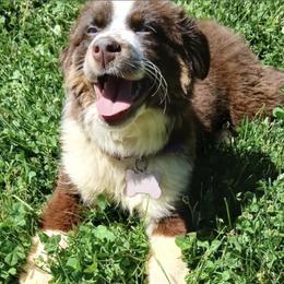 Miniature American Shepherds and Miniature Australian Shepherds from American Spirit MAS