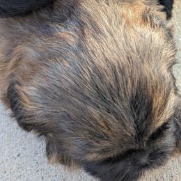 Shih Tzus from Shih Tzu puppy