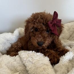 Rosie - Red  female Goldendoodle puppy in Lincoln, Nebraska from Daisy Doodles