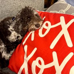 Cockapoos, Double Doodles, Goldendoodles, Poodles, and Shihpoos from Peace, Love, and Puppies at the Creek