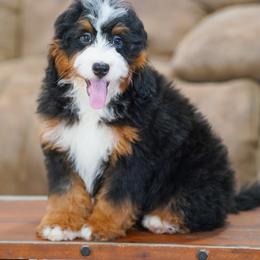 Cupid (trained puppy) - Tri-color male Bernedoodle puppy in Dundee, Ohio from Down Home Doodle
