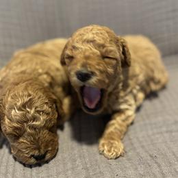 Cavapoo, Cockapoo, Goldendoodle, and Maltipoo Puppies from Perdue Puppies