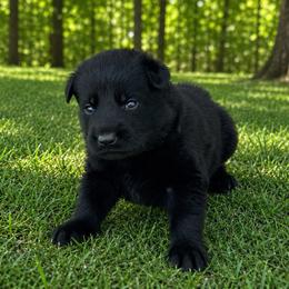 Blue Collar - Black male German Shepherd puppy in Casscoe, Arkansas from Crown H Shepherds
