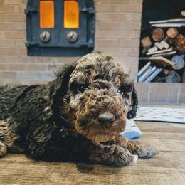 Lucy - Blue merle female Aussiedoodle puppy in Yacolt, Washington from Aussiedoodles by Maggie