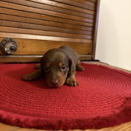 Garnette - Chocolate female Dachshund puppy in Olathe, Colorado from Rocking LJ Breeding