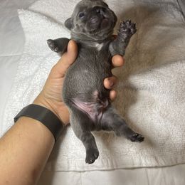 Alvin - Blue French Bulldog puppy in Houston, Texas from Blasé French Bulldogs