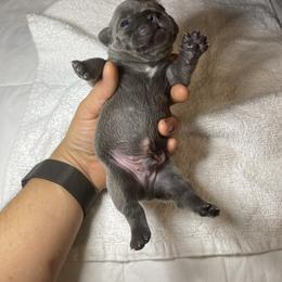 Alvin - Blue French Bulldog puppy in Houston, Texas from Blasé French Bulldogs