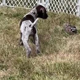 Gray - Liver roan female German Shorthaired Pointer puppy in Highland, Illinois from Big Daves Bird Dogs LLC,  BDBD
