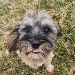 Bowen - Sable male Cavapoo puppy in Lebanon, Kentucky from Mosaic Merle Doodles