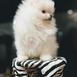 Pomeranian Puppies from Kouture Pomeranians
