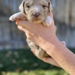 Aussiedoodle Puppies from Jojo the Denver Aussie