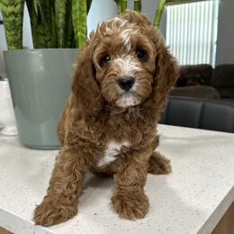 Cavapoo Puppies from Bailey & Bella Cavapoos