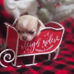 Oliver - Merle male Chihuahua puppy in Brooksville, Florida from Daystars Chihuahuas