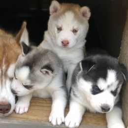 Siberian Husky Puppies from Mill Creek Siberian Huskies