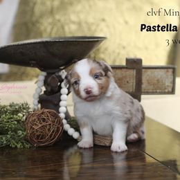 Miniature Australian Shepherd Puppies from ELVF Mini Aussies