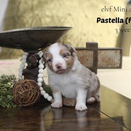 Miniature Australian Shepherd Puppies from ELVF Mini Aussies
