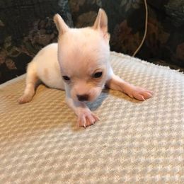 Micro snow 5500 charting under 3 lb approx - White female Chihuahua puppy in Las Vegas, Nevada from Quality Poms Chihuahua Yorkies of Las vegas