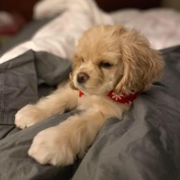 Cocker Spaniel Puppies from Rustic Creek Cocker Spaniels