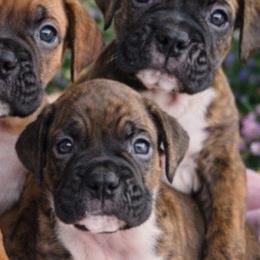 Boxer Puppies from JM Legacy Boxers