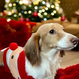 Dachshund All Grown Up from Jennifer Villazana