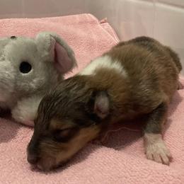 Marion - Sable and white female Collie puppy in Yulee, Florida from Three Collie Farm