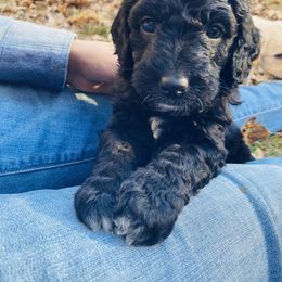 Labradoodle Puppies from Dog Paw Doodles