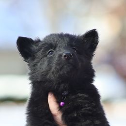 Phalanx (Purple) - Black female German Shepherd puppy in Garrett, Indiana from Devil-Dog Shepherds