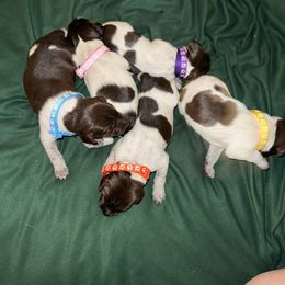 3 femalss - Liver roan female German Shorthaired Pointer puppy in Osawatomie, Kansas from Doyle’s GSP