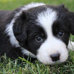 Border Collie Puppies from Team Reeves Ranch