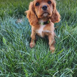 Cavalier King Charles Spaniel, Cavapoo, and German Shorthaired Pointer Puppies from Heart Mountain Cavaliers & Floating Feathers Kennel