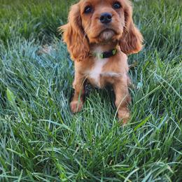 Cavalier King Charles Spaniel, Cavapoo, and German Shorthaired Pointer Puppies from Heart Mountain Cavaliers & Floating Feathers Kennel