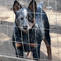 Suki - Australian Cattle Dog