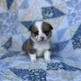 Leroy - Red male Pembroke Welsh Corgi puppy in Hope, Arkansas from Foxy Knoll Farm