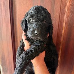 Autumn - Black female Goldendoodle puppy in Easley, South Carolina from Our Darling Doodles