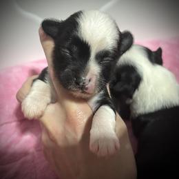 Girl 1 - Black and white female Chinese Crested puppy in Tomball, Texas from Gracieux Chinese Cresteds