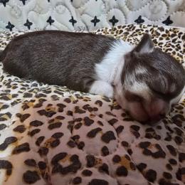 Birthday PRINCESS - Chocolate and white female Chihuahua puppy in Amity, Pennsylvania from Baxters Chihuahuas