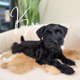 Kris AKC - Black male Miniature Schnauzer puppy in Victorville, California from West Coast Royal Miniature Schnauzer