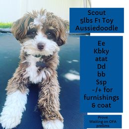 Scout - Aussiedoodle