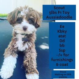 Scout - Aussiedoodle