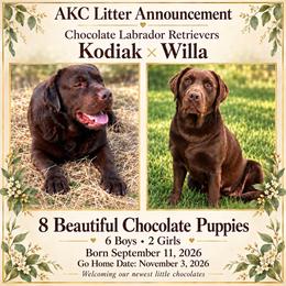 Girl 2 - Chocolate female Labrador Retriever puppy in Brandywine, Maryland from QVR Labradors and Leonbergers