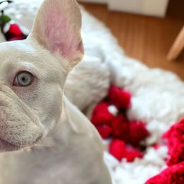 Nuri - Liver French Bulldog puppy in Cape Coral, Florida from Happy French Bulldogs